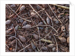 Pine cones and tree branches by Assaf Frank